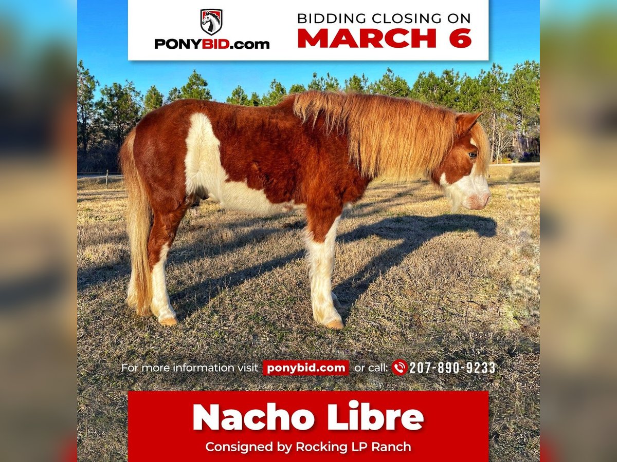 Fler ponnyer/små hästar Valack 8 år 112 cm in Millen, GA