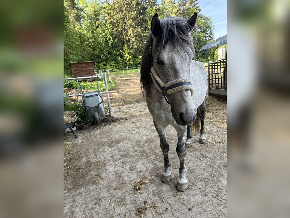 Fler ponnyer/små hästar Valack 8 år 150 cm Grå in Bernried