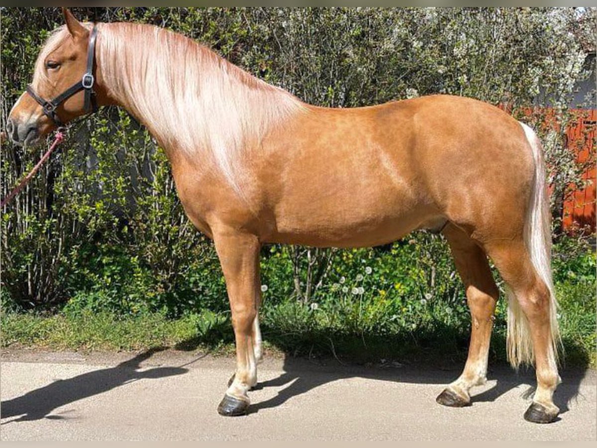 Fler ponnyer/små hästar Valack 8 år 160 cm fux in Deggendorf