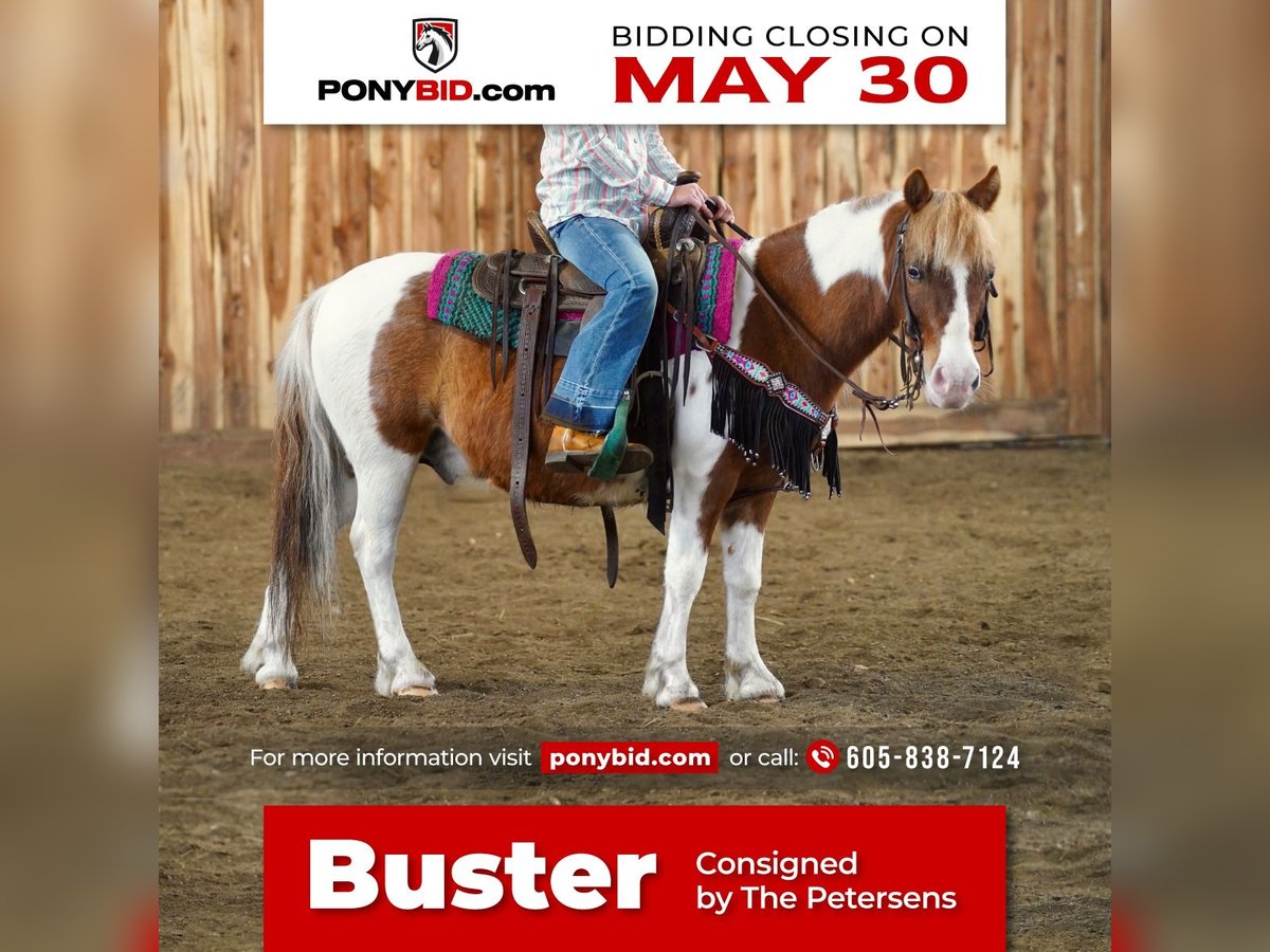 Fler ponnyer/små hästar Valack 9 år 102 cm in Valley Springs, SD