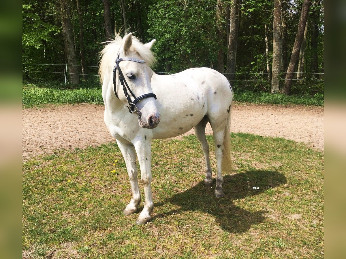 Fler ponnyer/små hästar Valack 9 år 123 cm Grå in Sopot