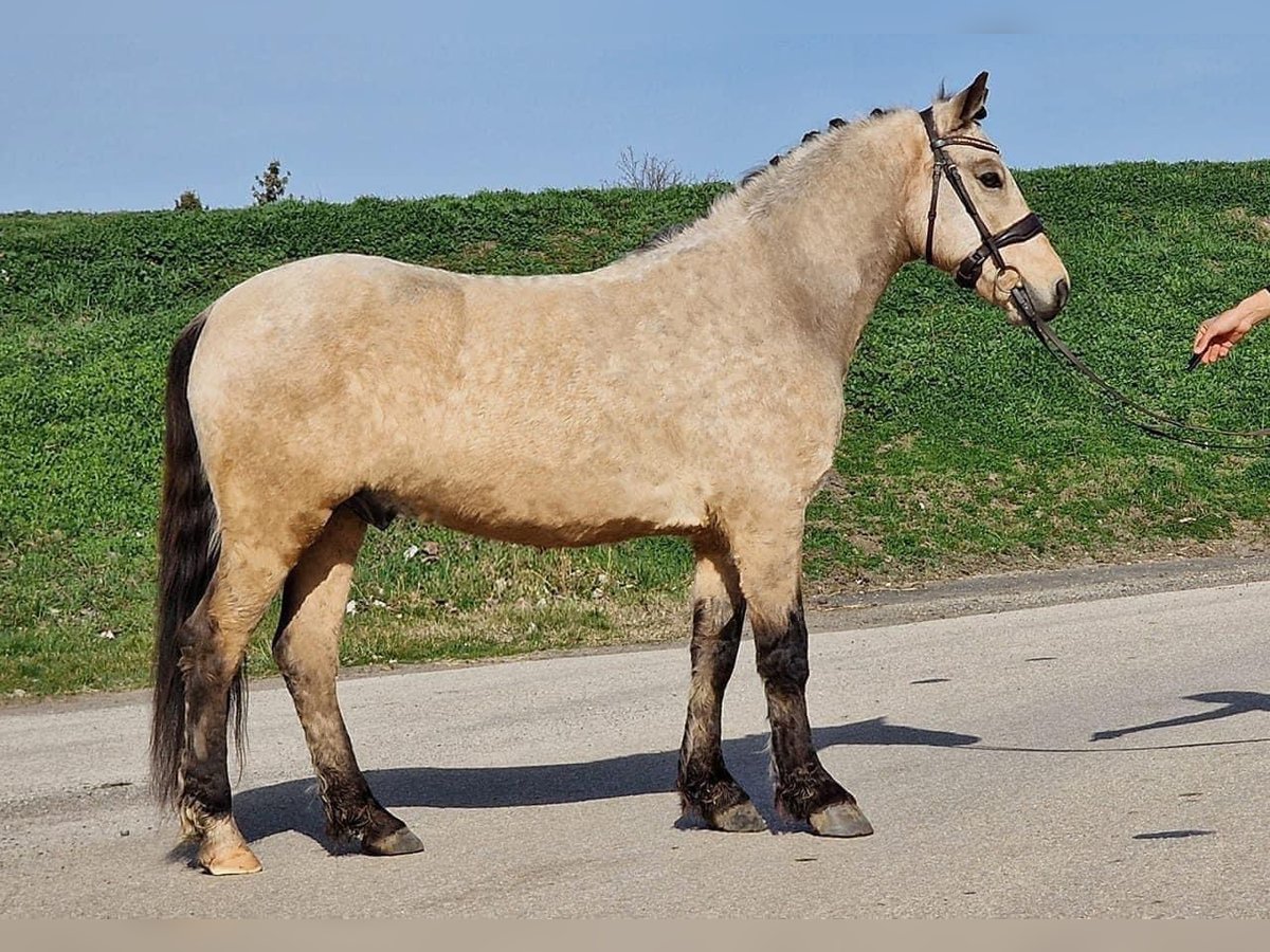 Fler ponnyer/små hästar Blandning Valack 9 år 140 cm Gulbrun in Becescaba