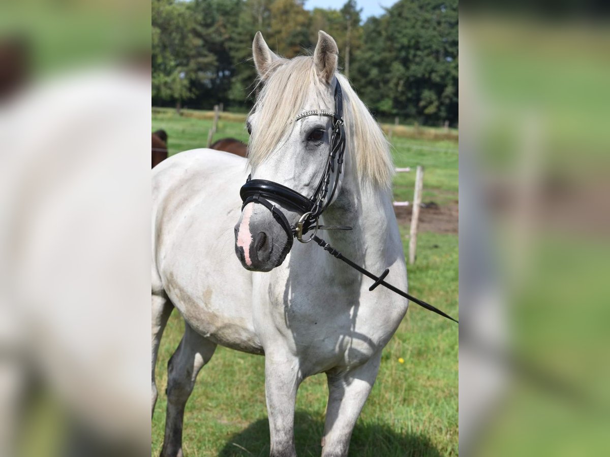 Fler ponnyer/små hästar Valack 9 år 150 cm Grå in Hüttenberg