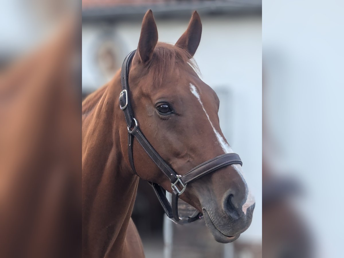 Folblut irlandzki Klacz 10 lat 168 cm Kasztanowata in Barchfeld