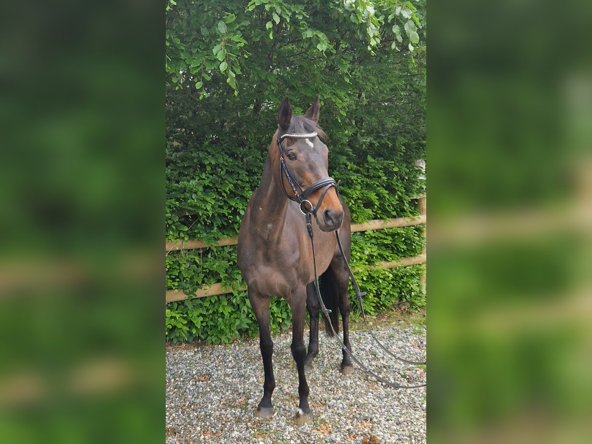 Folblut irlandzki Klacz 13 lat 160 cm Ciemnogniada in Gummern