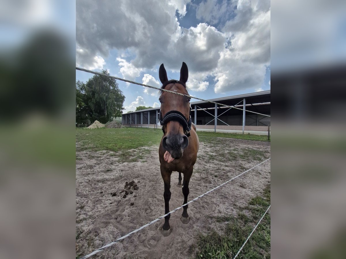 Folblut irlandzki Klacz 13 lat 164 cm Gniada in KALMTHOUT