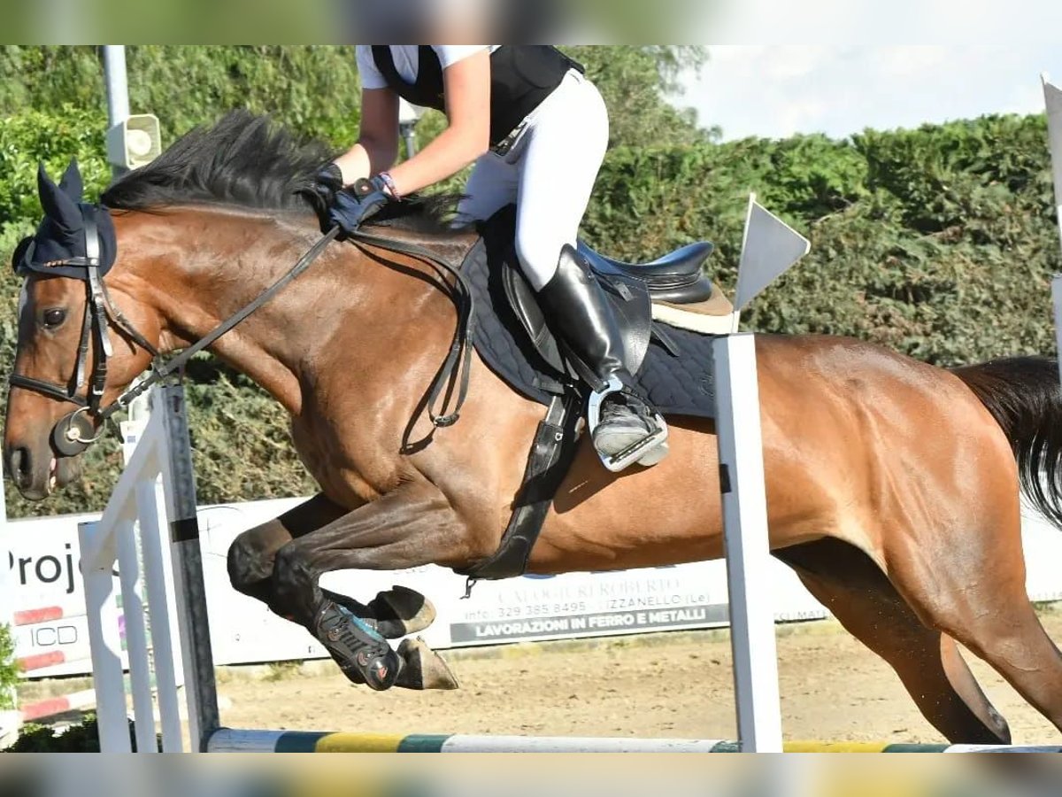 Folblut irlandzki Klacz 15 lat 154 cm Ciemnogniada in Lecce