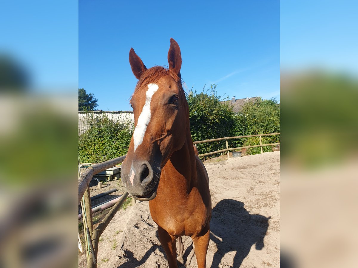 Folblut irlandzki Klacz 6 lat 165 cm Kasztanowata in Meerbusch