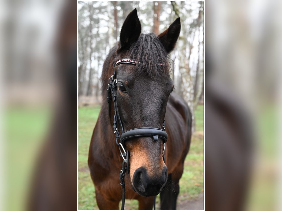 Folblut irlandzki Klacz 7 lat 160 cm Ciemnogniada in Gifhorn