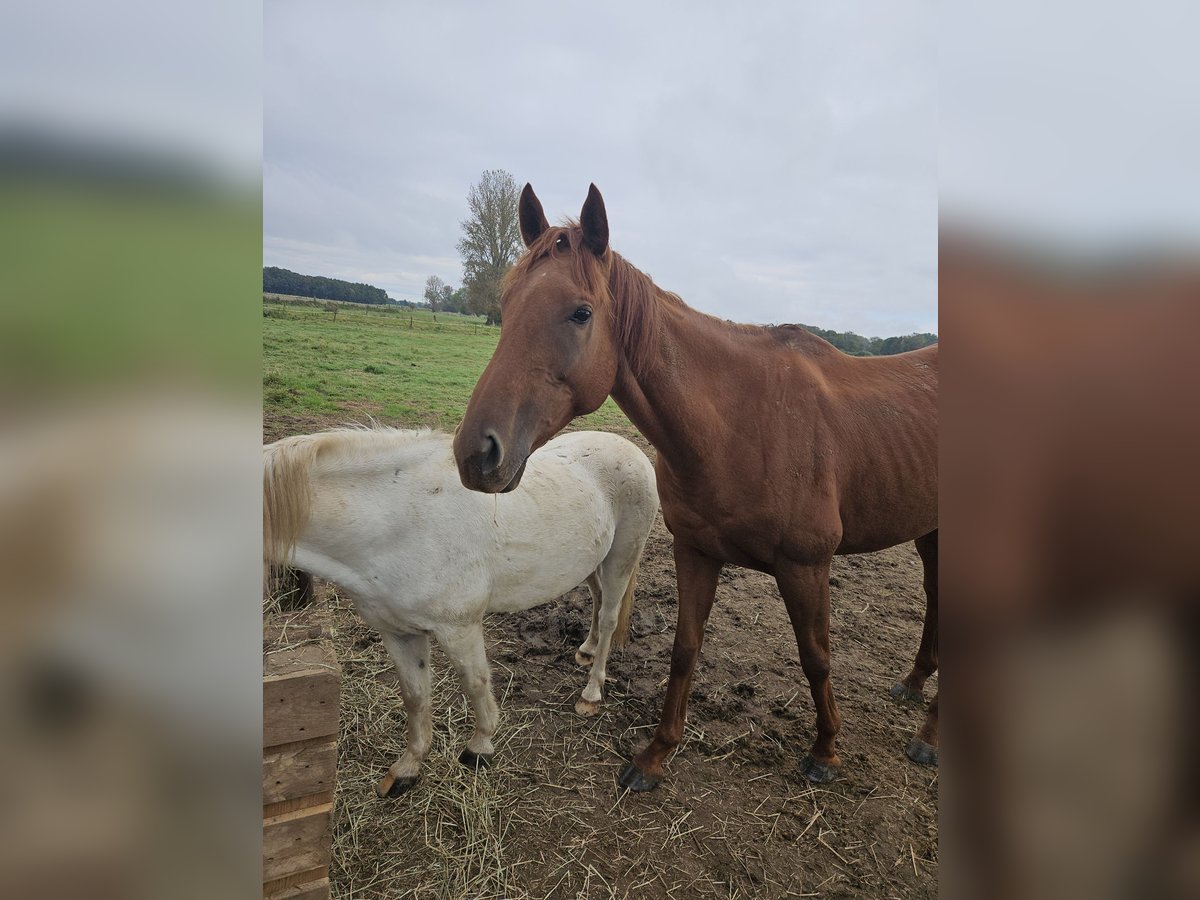 Folblut irlandzki Klacz 7 lat 170 cm Kasztanowata in Peine