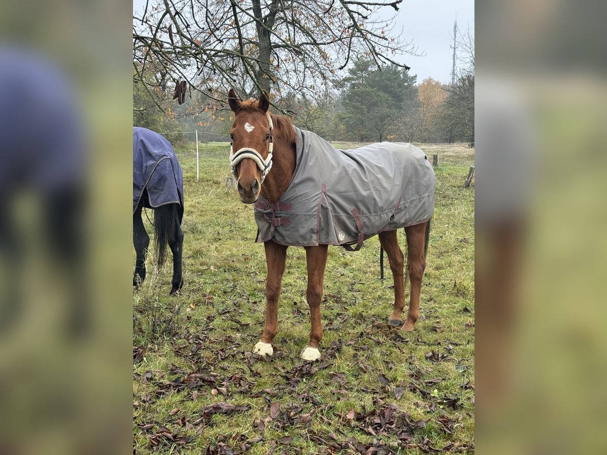 Folblut irlandzki Wałach 18 lat 170 cm Kasztanowata in Elsterwerda