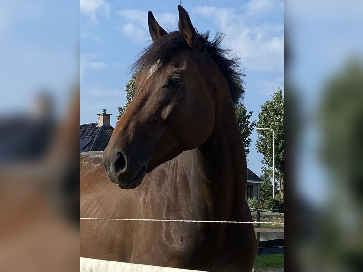 Folblut irlandzki Wałach 5 lat 160 cm Gniada in Schiedam