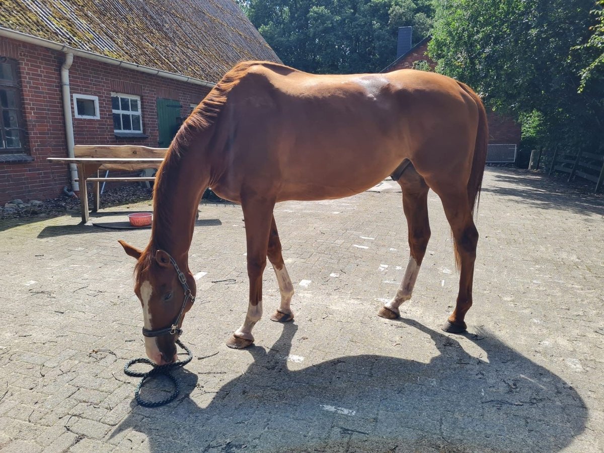 Folblut irlandzki Wałach 6 lat 178 cm Kasztanowata in Bremerhaven