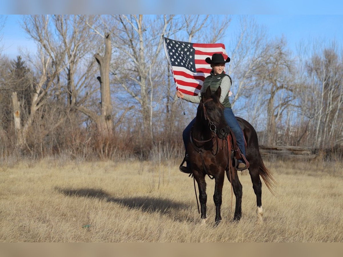 Fox trotter de Missouri Caballo castrado 10 años 142 cm Negro in Nunn