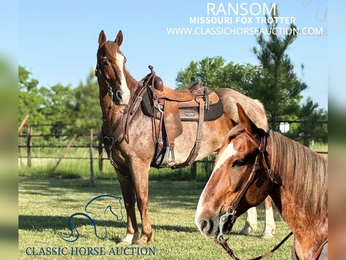 Fox trotter de Missouri Caballo castrado 10 años 152 cm Ruano alazán in Houston, mo