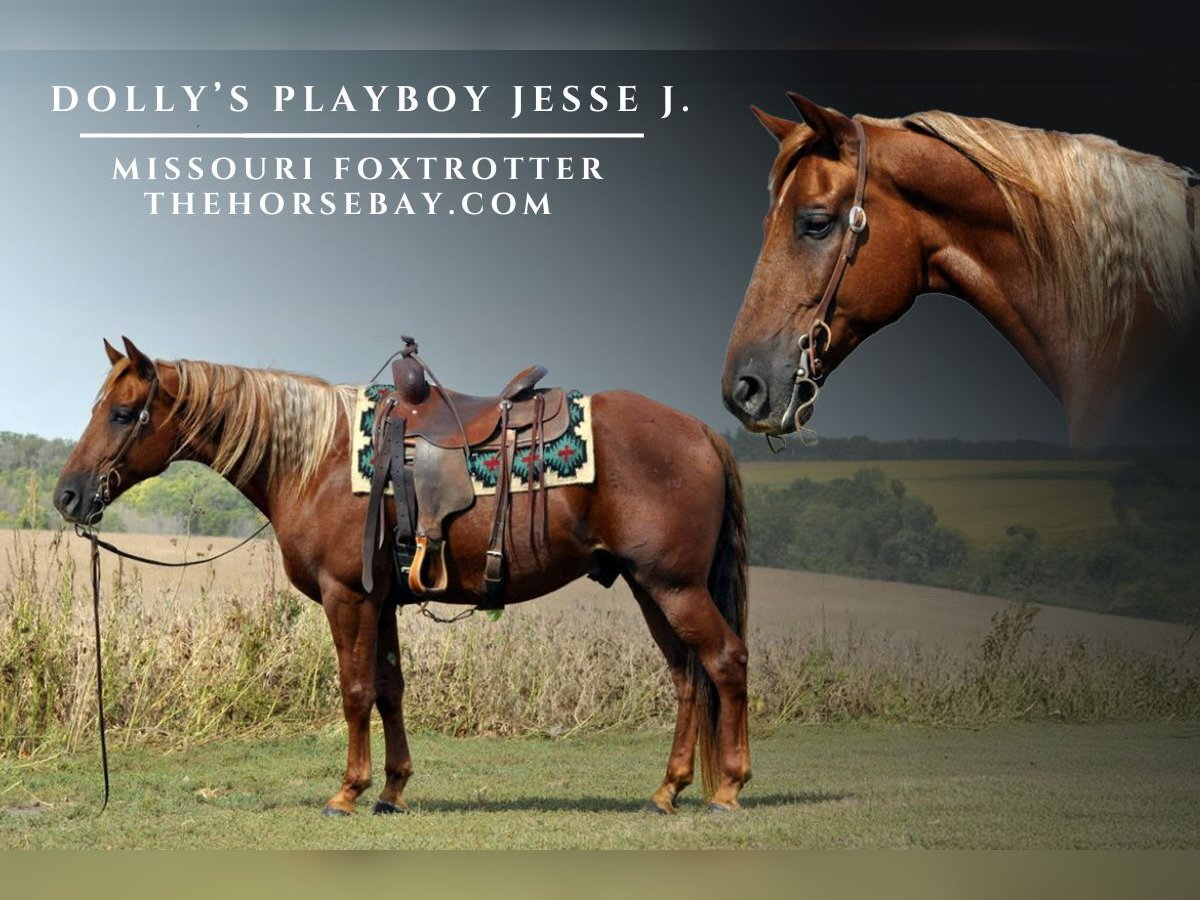 Fox trotter de Missouri Caballo castrado 10 años 155 cm Alazán-tostado in Clemons, IA