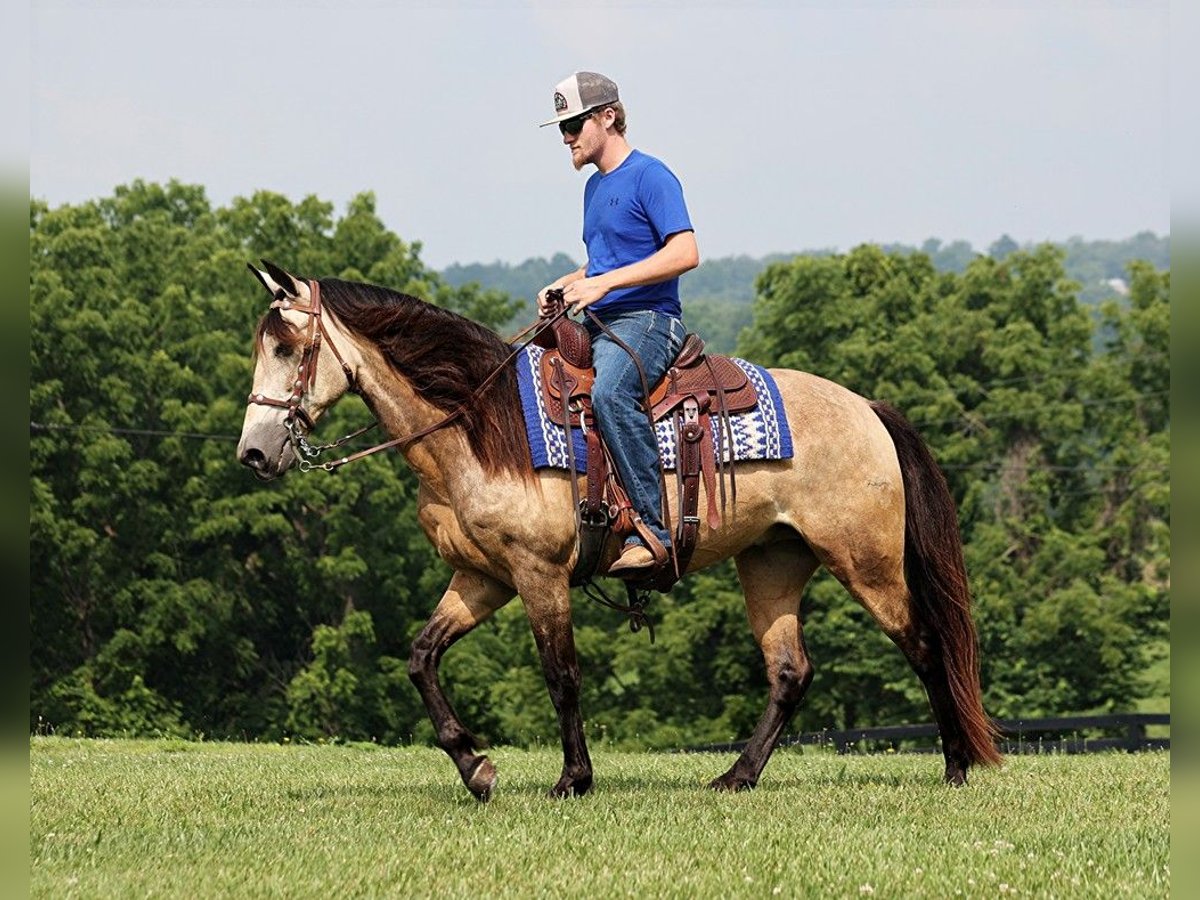 Fox trotter de Missouri Caballo castrado 12 años 150 cm Buckskin/Bayo in Mount Vernon, KY