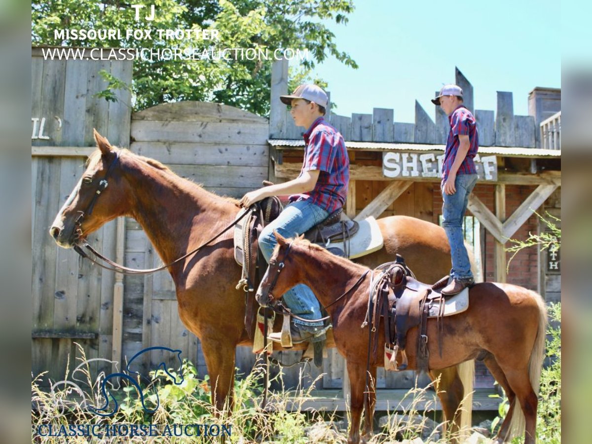 Fox trotter de Missouri Caballo castrado 12 años 152 cm Alazán rojizo in Willow Springs, MO