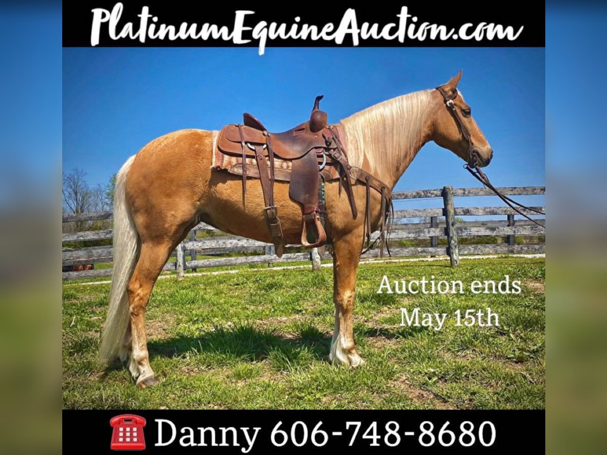 Fox trotter de Missouri Caballo castrado 13 años 150 cm Palomino in Flemingsburg Ky