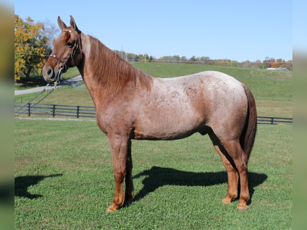 Fox trotter de Missouri Caballo castrado 15 años Ruano alazán in Mount Vernon KY