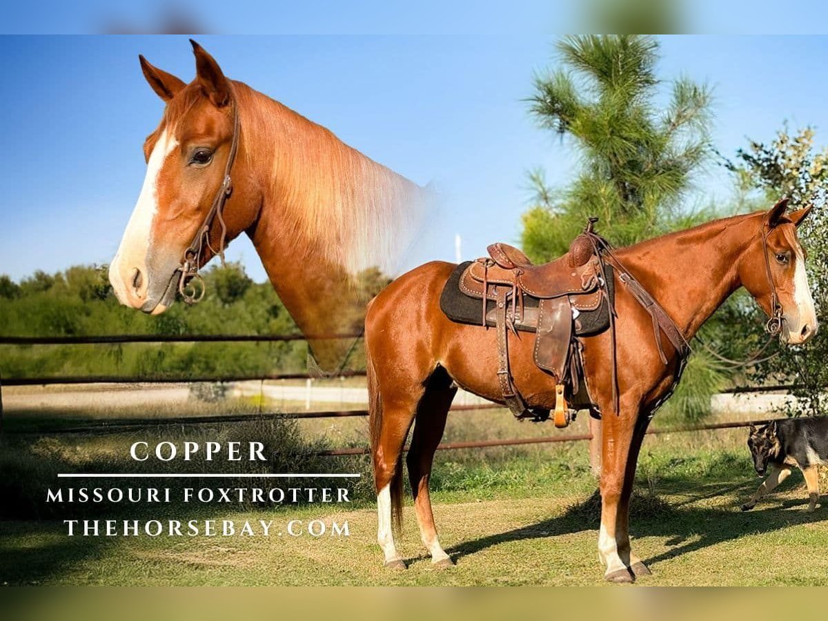 Fox trotter de Missouri Caballo castrado 4 años 150 cm Alazán rojizo in Houston, MO