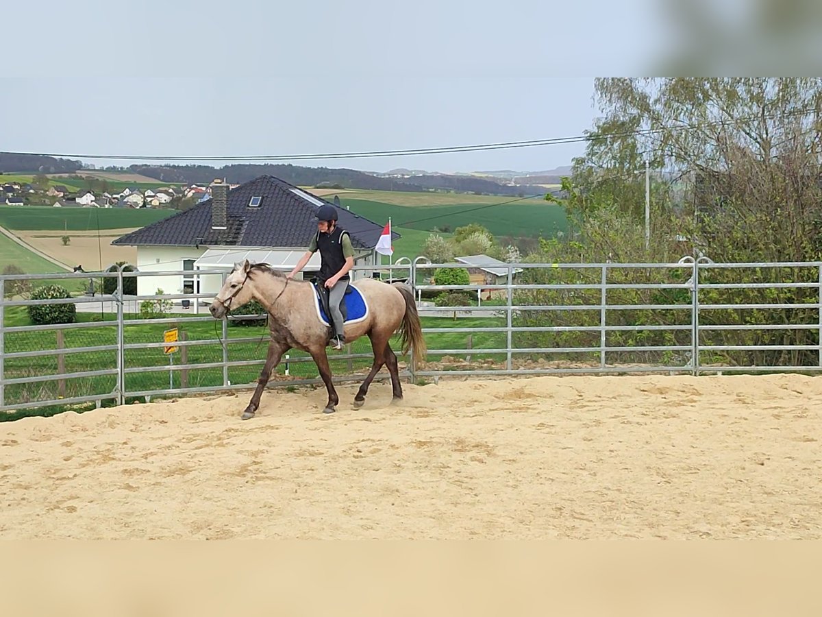 Fox trotter de Missouri Caballo castrado 4 años 154 cm Tordo rodado in Winterwerb