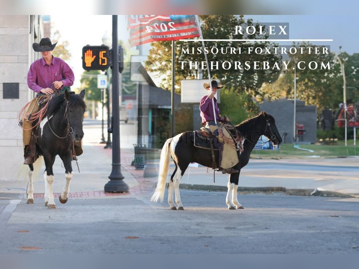 Fox trotter de Missouri Caballo castrado 5 años 147 cm Tobiano-todas las-capas in Monett, MO