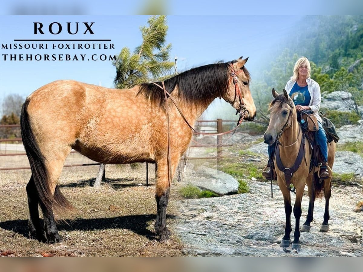 Fox trotter de Missouri Caballo castrado 5 años 157 cm Buckskin/Bayo in Houston, MO