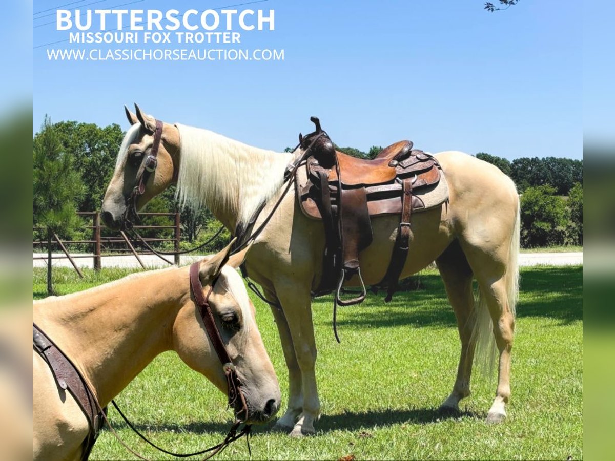 Fox trotter de Missouri Caballo castrado 6 años 142 cm Palomino in Houston, MO