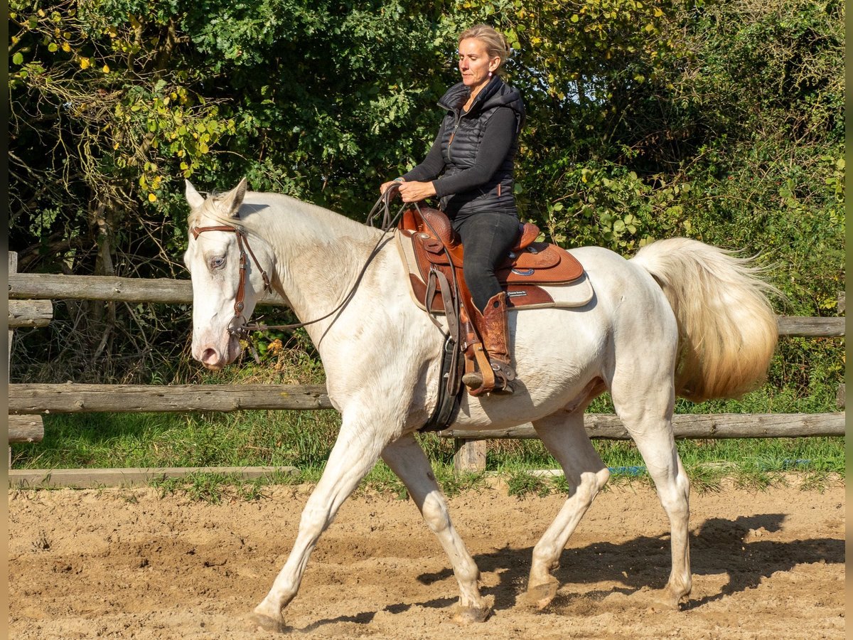 Fox trotter de Missouri Caballo castrado 6 años 165 cm Perlino in Uckermark