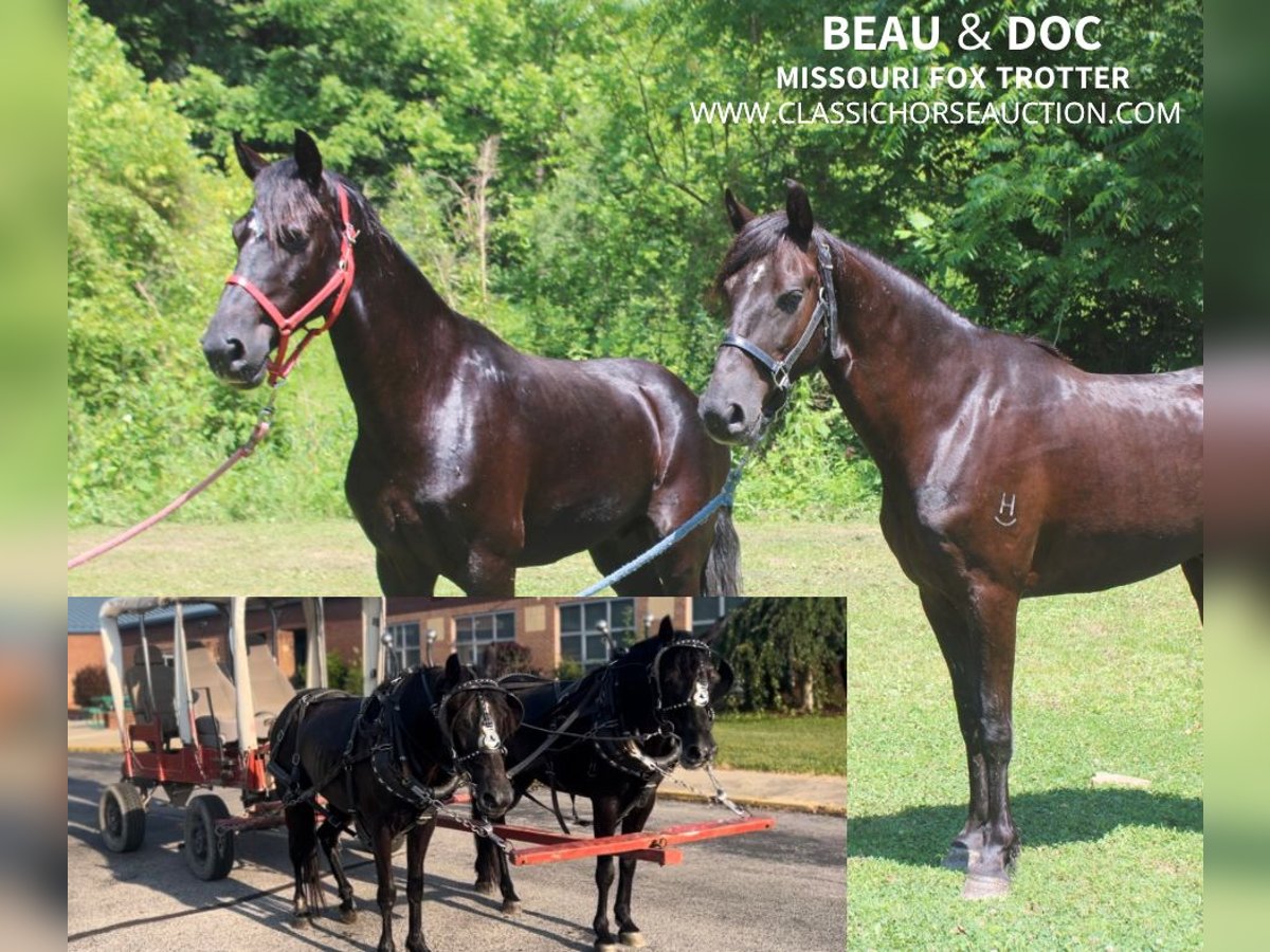 Fox trotter de Missouri Caballo castrado 7 años 132 cm Castaño rojizo in Rockholds, KY