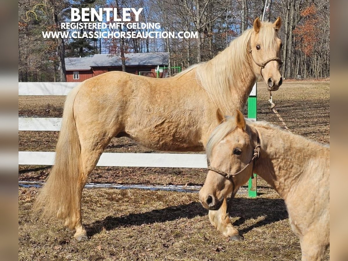 Fox trotter de Missouri Caballo castrado 7 años 152 cm Palomino in Tionesta, PA