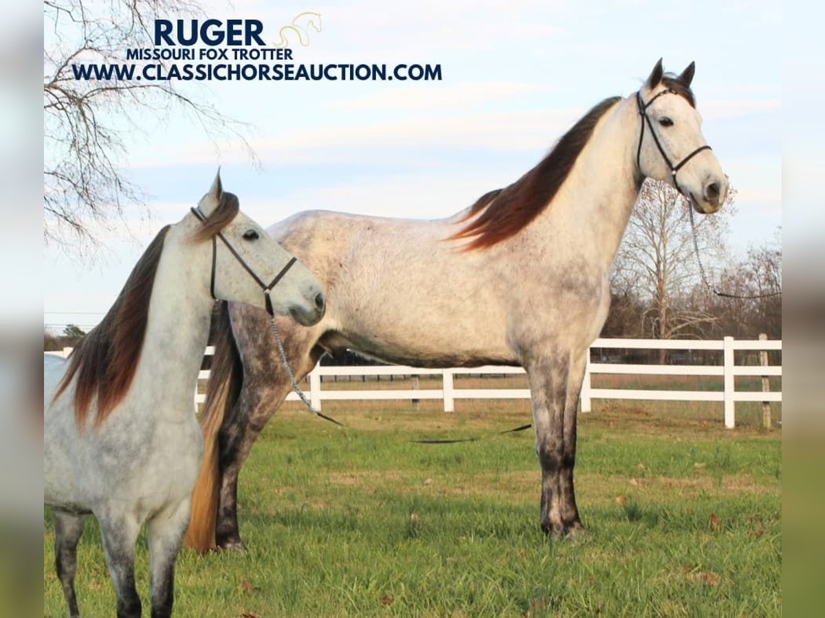 Fox trotter de Missouri Caballo castrado 7 años 152 cm Tordo in LEWISBURG, TN