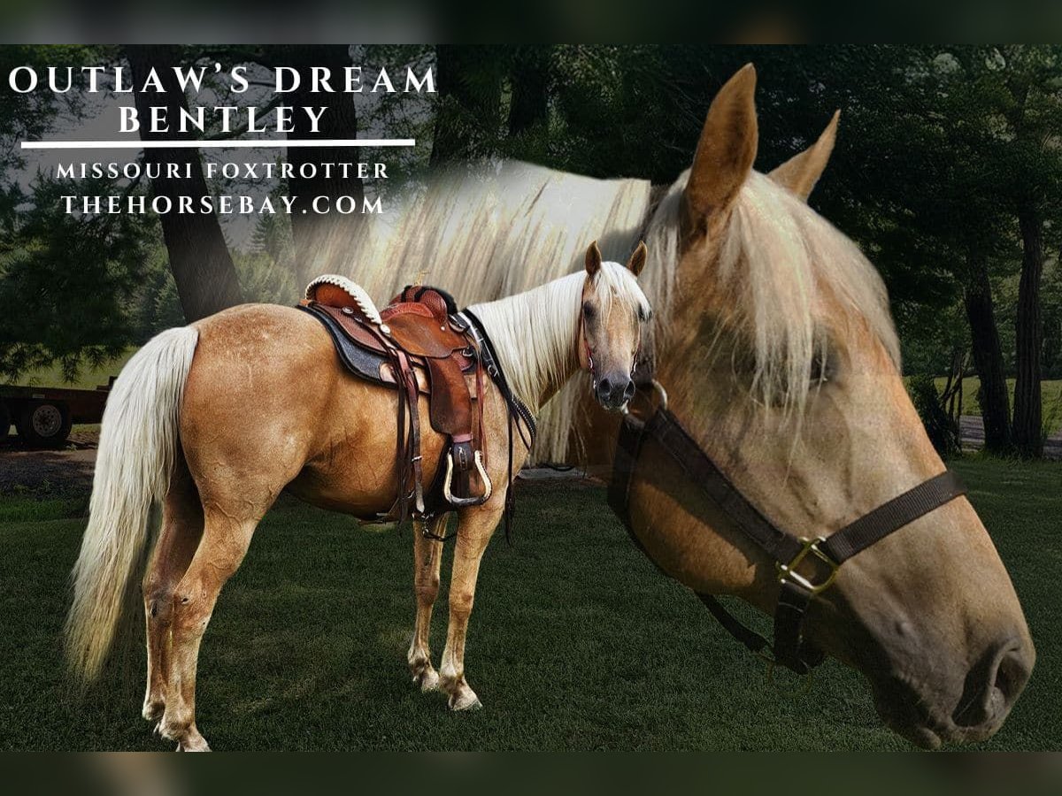 Fox trotter de Missouri Caballo castrado 7 años 155 cm Palomino in Tionesta, PA