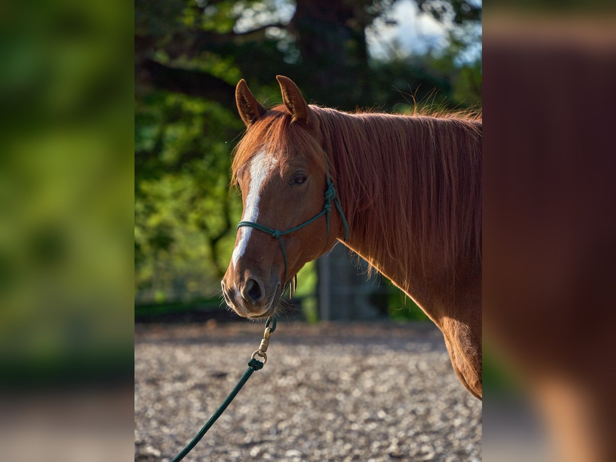 Fox trotter de Missouri Caballo castrado 7 años 156 cm Alazán in Tuderschitz