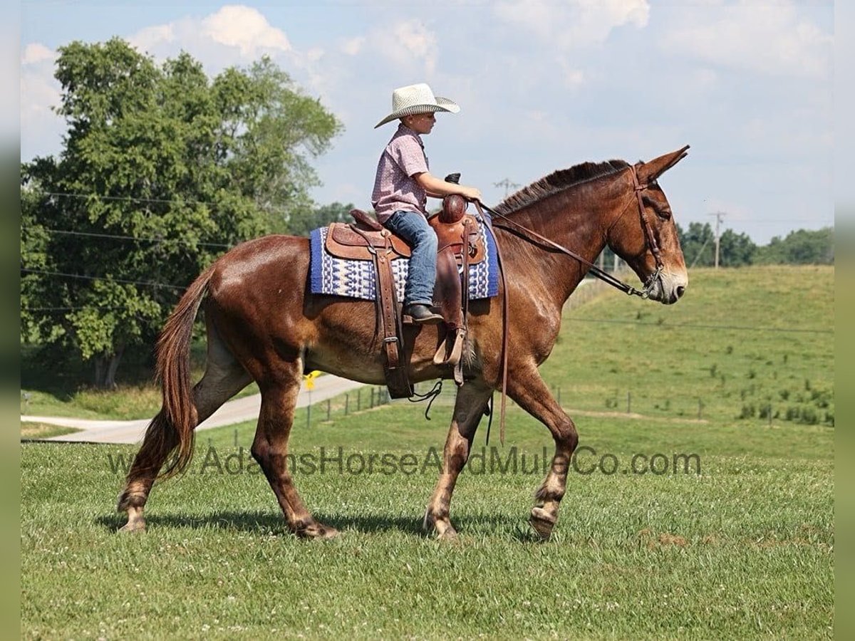 Fox trotter de Missouri Caballo castrado 7 años 157 cm Castaño rojizo in Mount Vernon