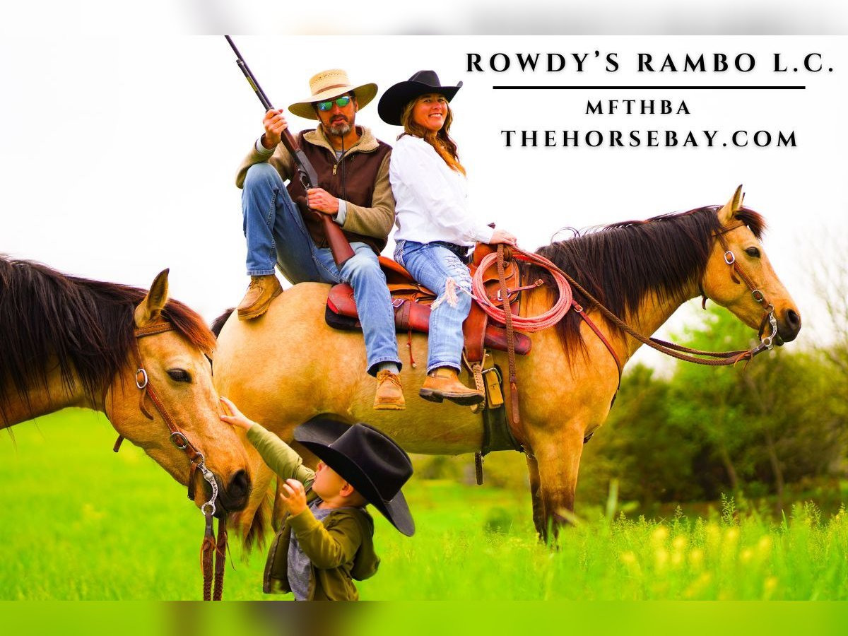 Fox trotter de Missouri Caballo castrado 8 años 150 cm Buckskin/Bayo in Rogersville, MO