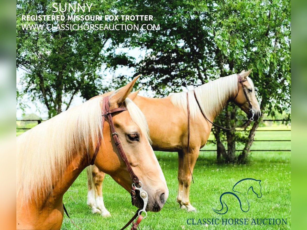 Fox trotter de Missouri Caballo castrado 8 años 152 cm Palomino in Houston, MO