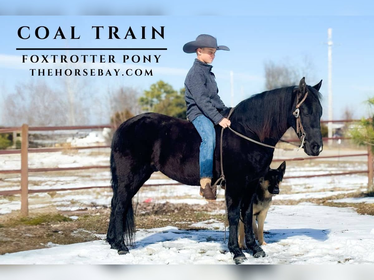 Fox trotter de Missouri Caballo castrado 8 años Negro in Houston, MO