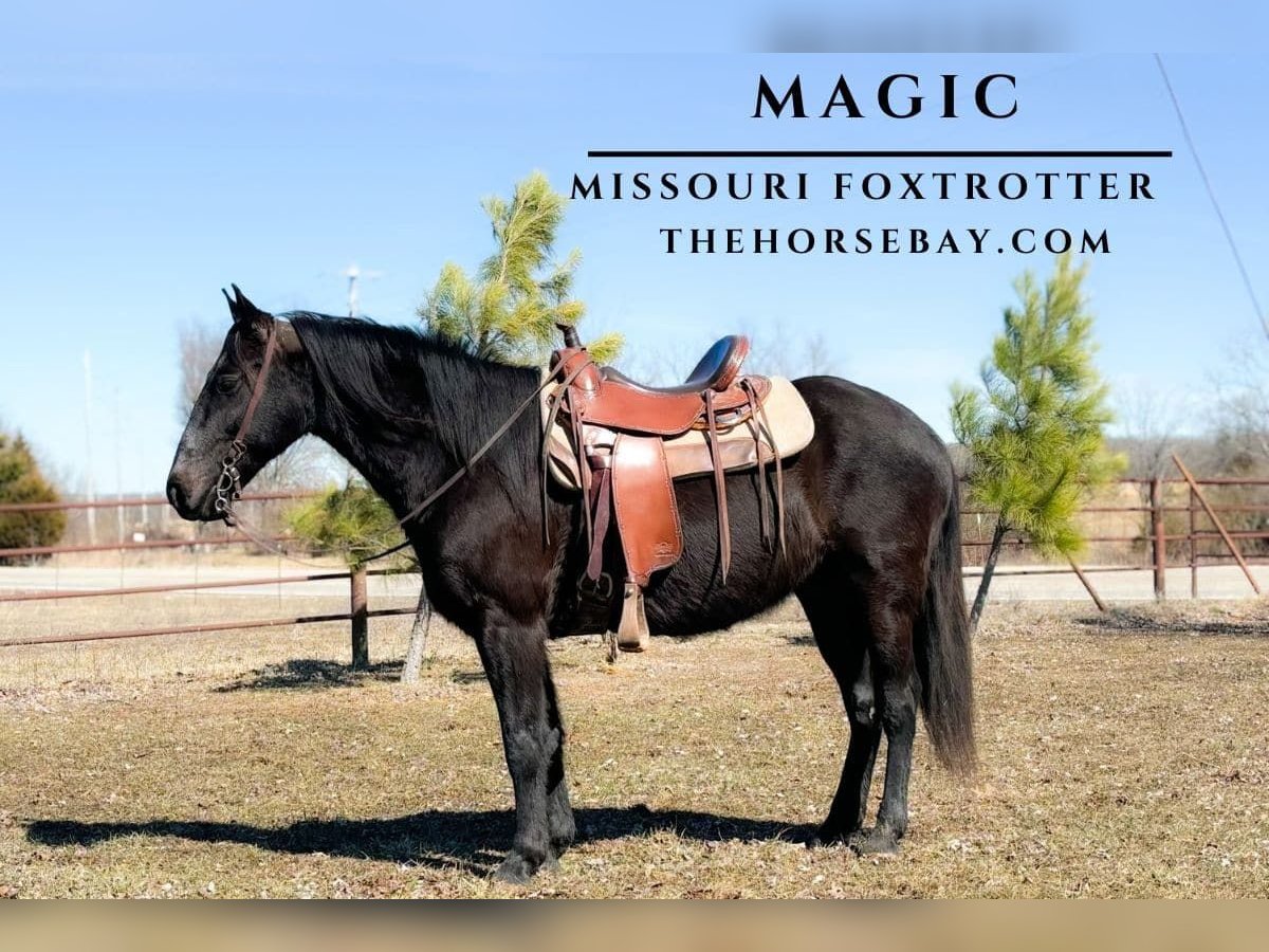 Fox trotter de Missouri Caballo castrado 9 años 150 cm Negro in Houston, MO