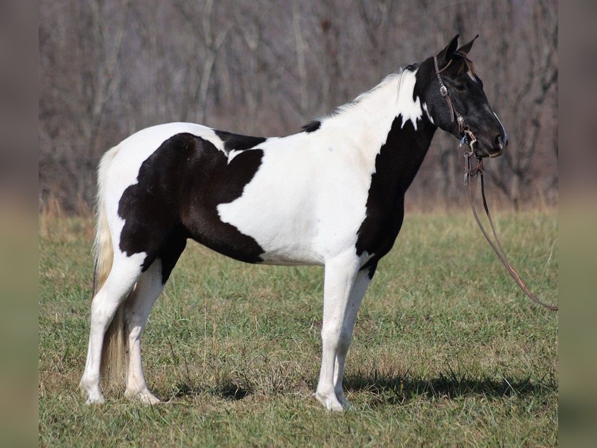 Fox trotter de Missouri Caballo castrado 9 años 152 cm Tobiano-todas las-capas in Mount Vernon KY