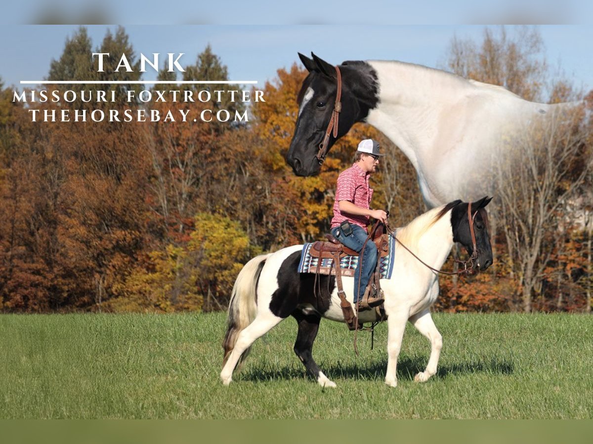 Fox trotter de Missouri Caballo castrado 9 años 152 cm Tobiano-todas las-capas in Parkers Lake, KY