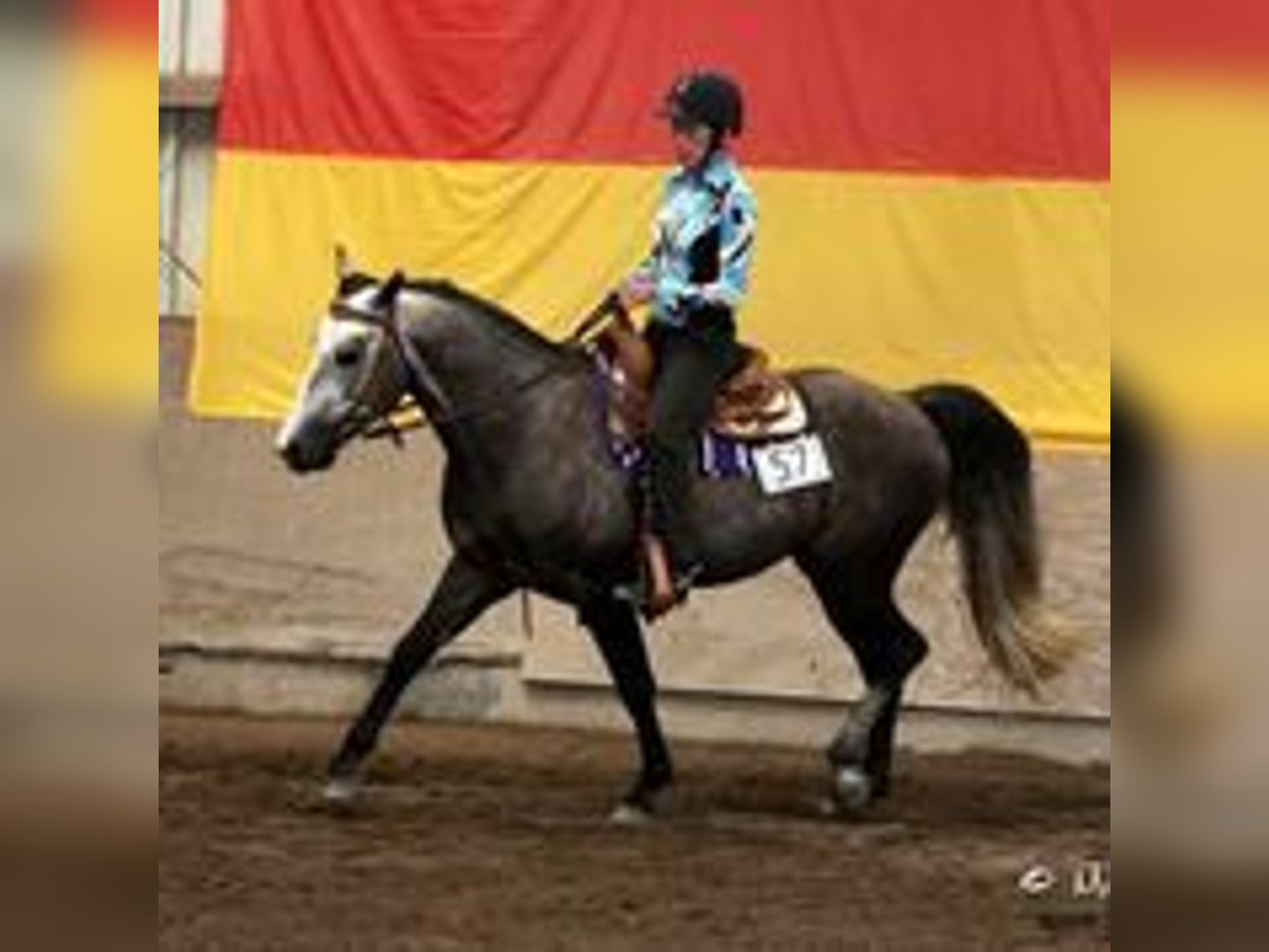 Fox trotter de Missouri Semental 14 años 155 cm Tordo rodado in Winterwerb