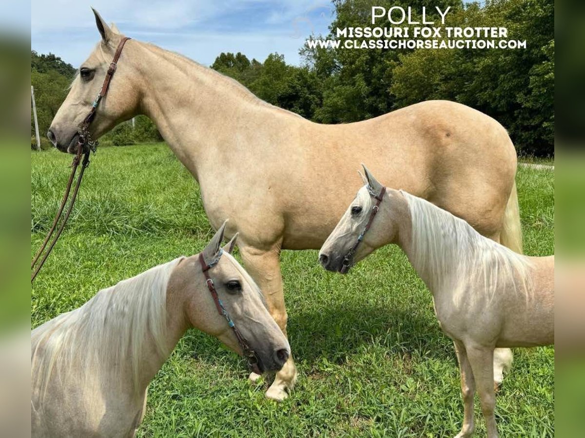 Fox trotter de Missouri Yegua 10 años 152 cm Palomino in Greensburg, ky