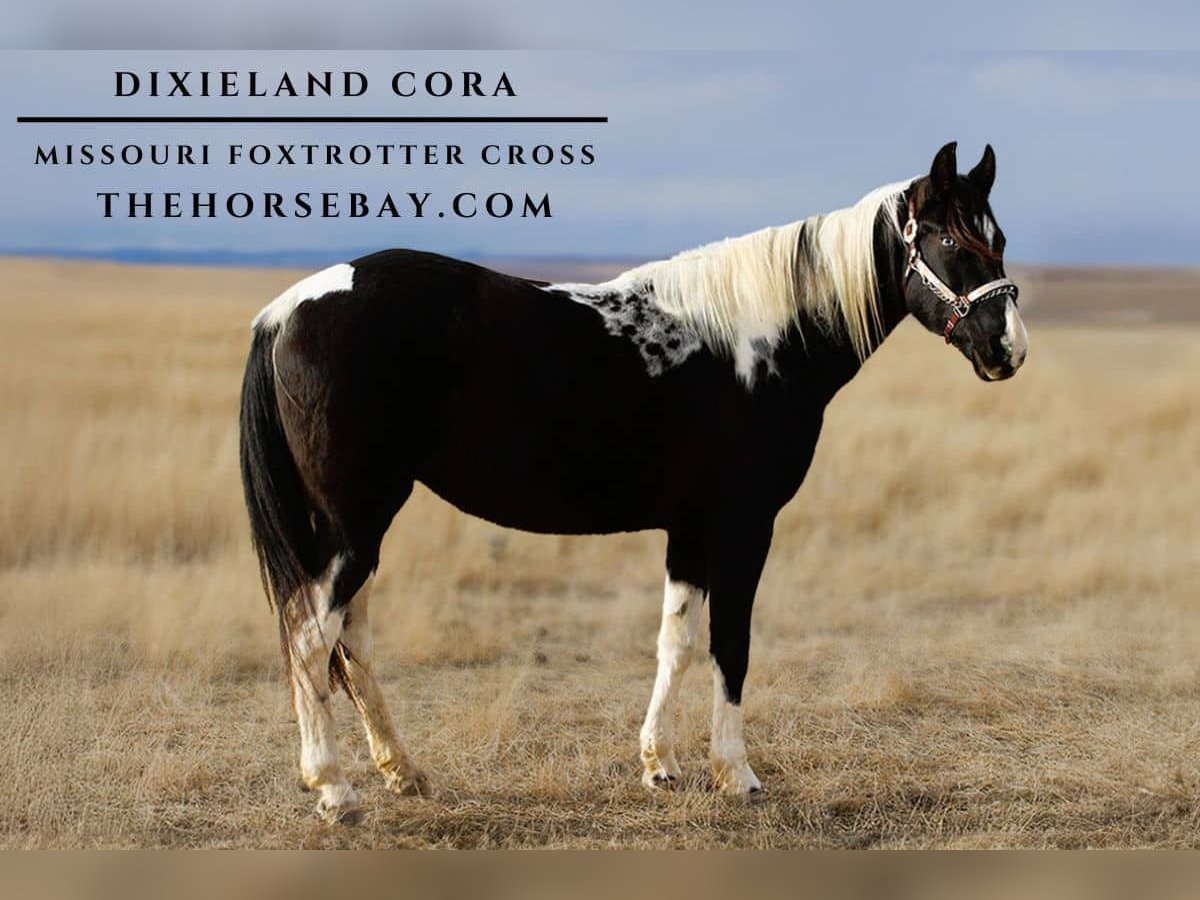 Fox trotter de Missouri Mestizo Yegua 15 años 155 cm Tobiano-todas las-capas in Box Elder, SD