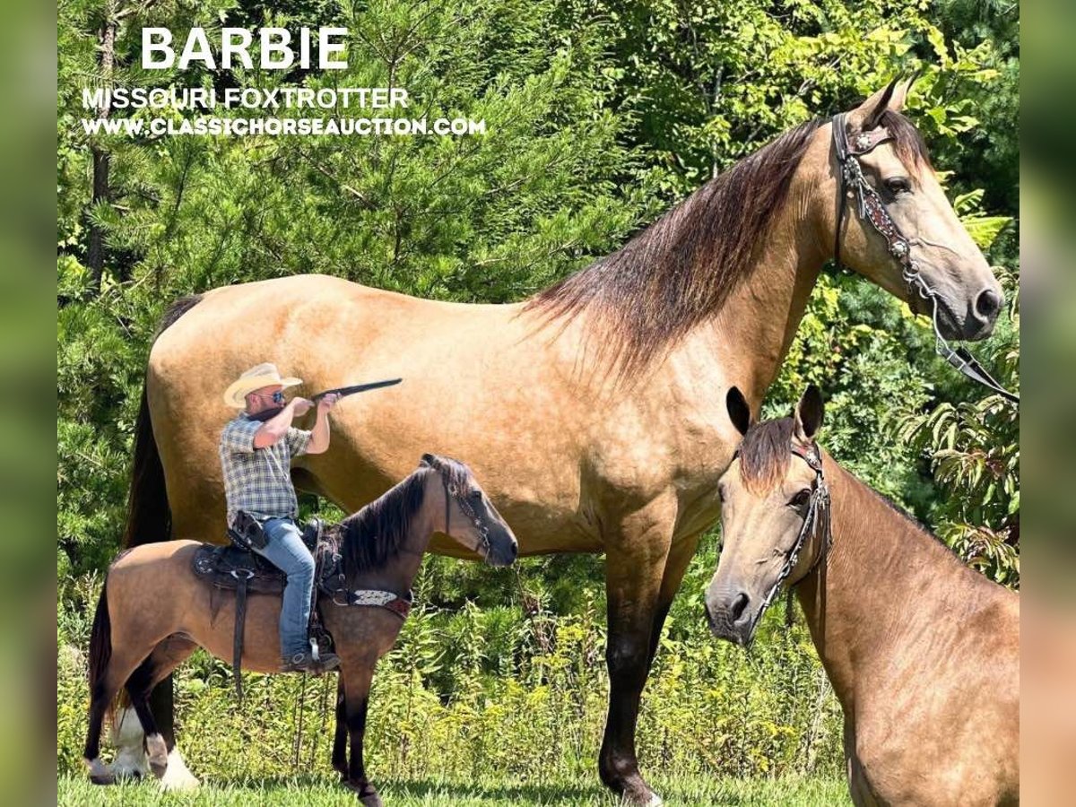 Fox trotter de Missouri Yegua 16 años 142 cm Buckskin/Bayo in Whitley City, KY