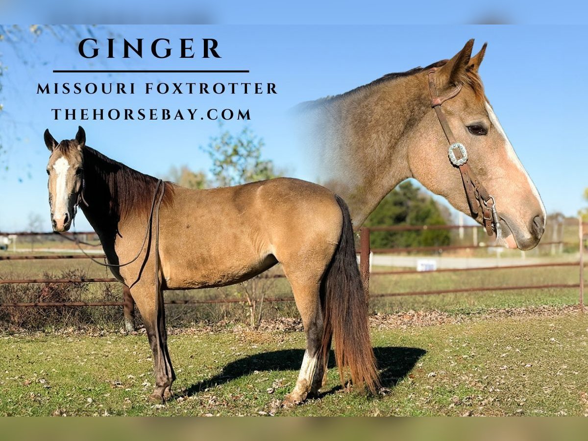 Fox trotter de Missouri Yegua 5 años 152 cm Buckskin/Bayo in Houston, MO