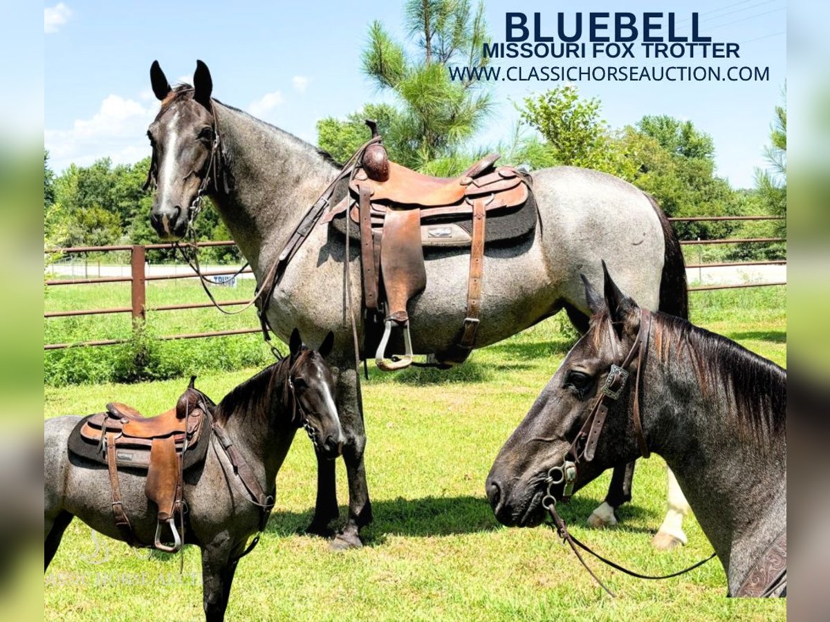 Fox trotter de Missouri Yegua 5 años 152 cm Ruano azulado in Houston, MO