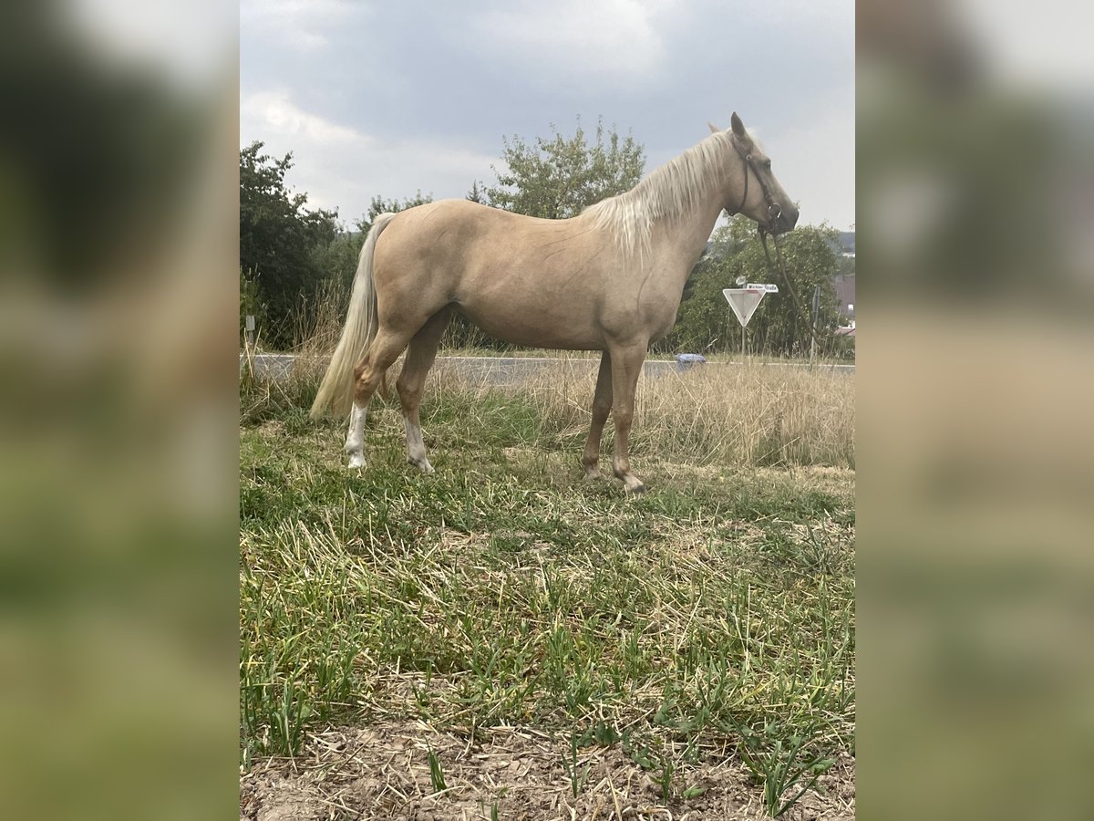 Fox trotter de Missouri Yegua 6 años 160 cm Palomino in Kn&#xFC;llwald