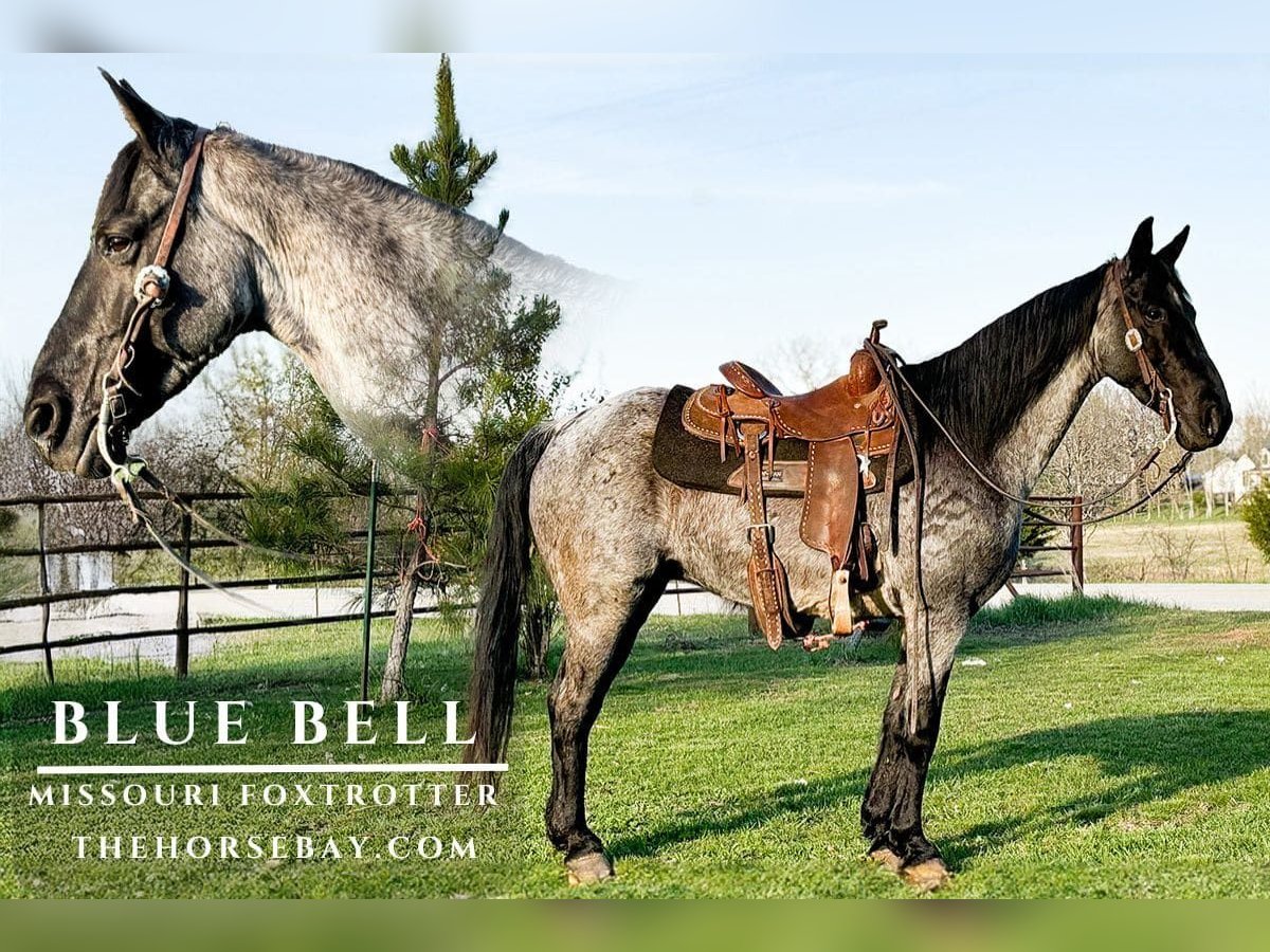 Fox trotter de Missouri Yegua 7 años 150 cm in Houston, MO